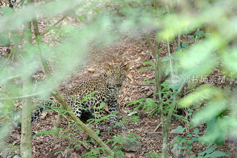 捕猎动物:亚成年豹(Panthera pardus)